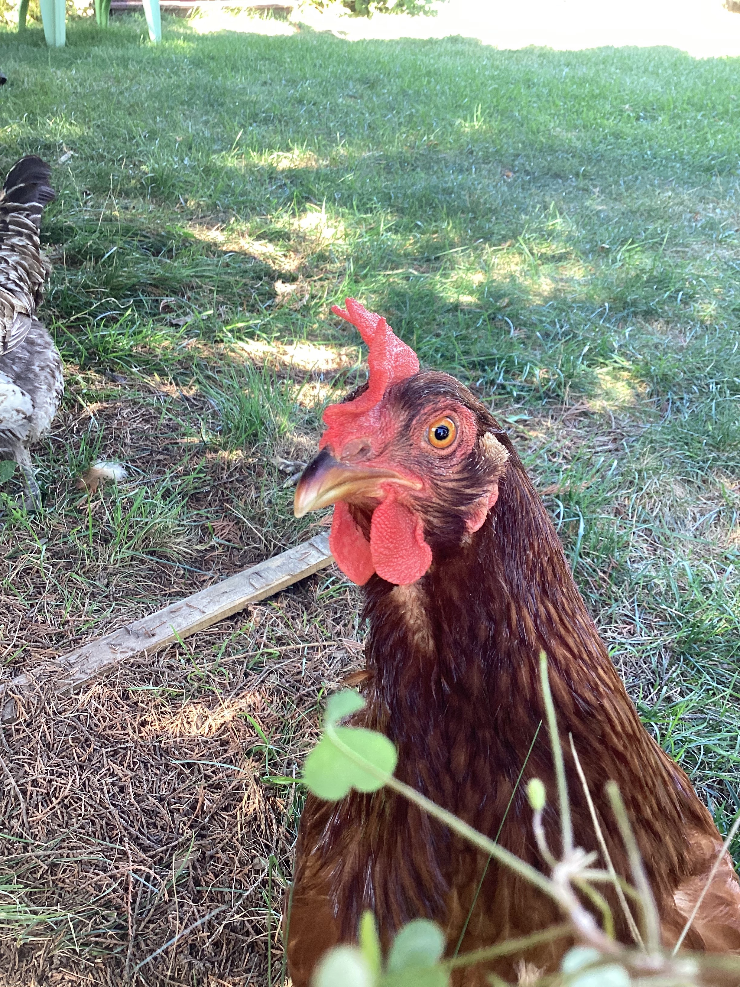 My neighbor has 3 goofy ahh chickens, this one is named Peanut | made w/ Imgflip meme maker