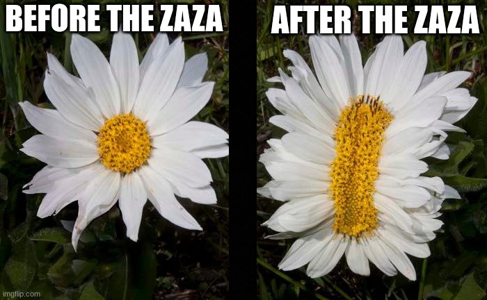 before the zaza after the zaza | AFTER THE ZAZA; BEFORE THE ZAZA | image tagged in before and after | made w/ Imgflip meme maker