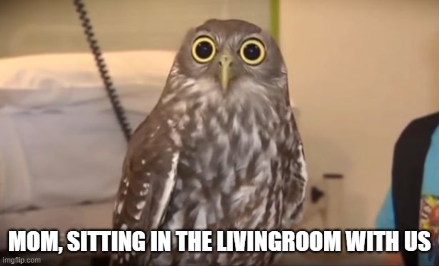 Shocked owl | MOM, SITTING IN THE LIVINGROOM WITH US | image tagged in shocked owl | made w/ Imgflip meme maker