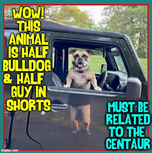 Rare Creature who can drive! |  WOW!
THIS
ANIMAL
IS HALF
BULLDOG 
 HALF
GUY IN
SHORTS; &; MUST BE
RELATED
TO THE 
CENTAUR | image tagged in vince vance,rare,dogs,bulldog,smart dog,centaur | made w/ Imgflip meme maker