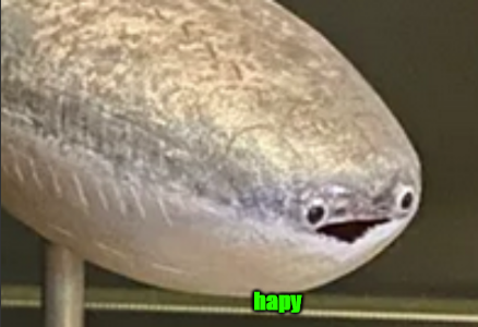 High Quality hapy fish Blank Meme Template
