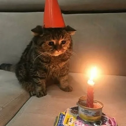 High Quality Sad Kitty Alone on Their Birthday Blank Meme Template