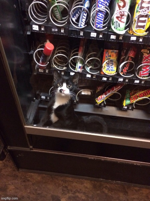 It seemed like a great idea, at first | image tagged in vince vance,cats,candy,vending machine,memes,meow | made w/ Imgflip meme maker