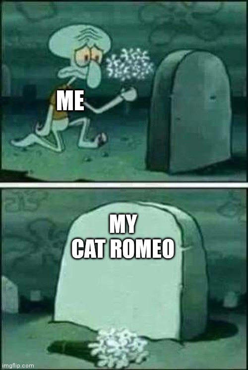 this actually happened, rest and peace romeo fly high! | ME; MY CAT ROMEO | image tagged in grave spongebob,sad but true,rest in peace,rip | made w/ Imgflip meme maker