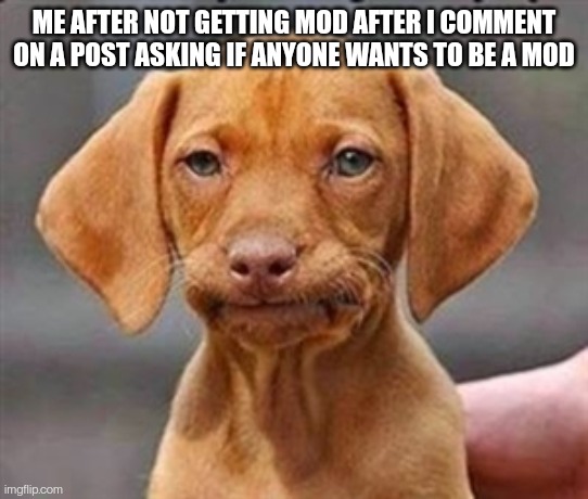 Had that happen recently. Zizidoodles, I'm looking in your general direction | ME AFTER NOT GETTING MOD AFTER I COMMENT ON A POST ASKING IF ANYONE WANTS TO BE A MOD | image tagged in frustrated dog | made w/ Imgflip meme maker