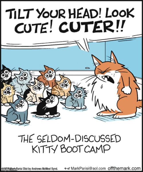 image tagged in memes,comics,cats,kitty,boot,camp | made w/ Imgflip meme maker