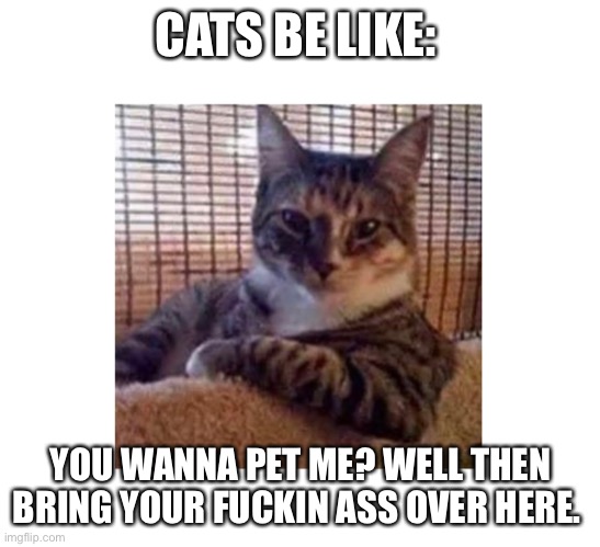 Cats be like: - Imgflip