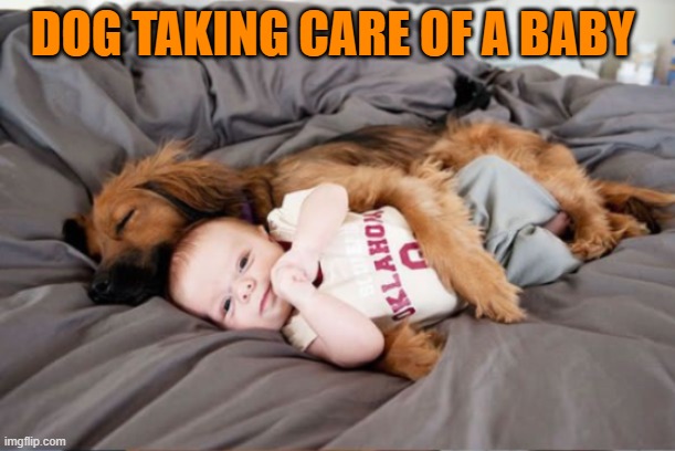 DOG TAKING CARE OF A BABY | image tagged in dogs | made w/ Imgflip meme maker