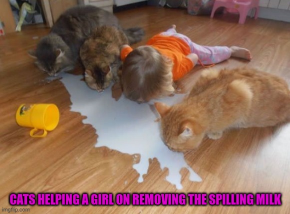 CATS HELPING A GIRL ON REMOVING THE SPILLING MILK | image tagged in cats | made w/ Imgflip meme maker