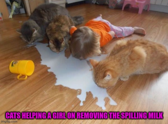 (Mod note: Aaaawww so wholesome) | CATS HELPING A GIRL ON REMOVING THE SPILLING MILK | image tagged in cats | made w/ Imgflip meme maker