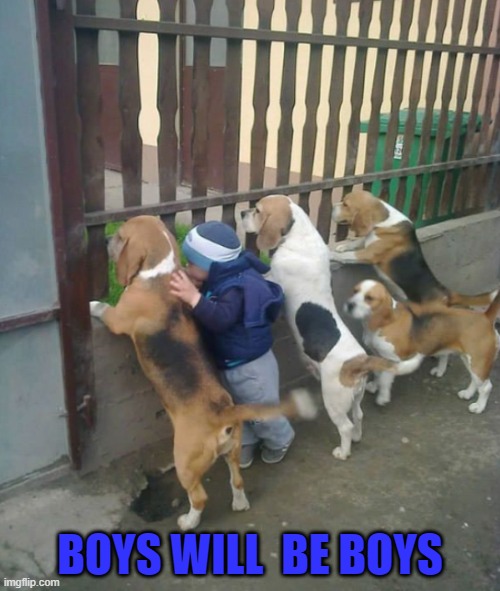 BOYS WILL  BE BOYS | image tagged in dogs | made w/ Imgflip meme maker