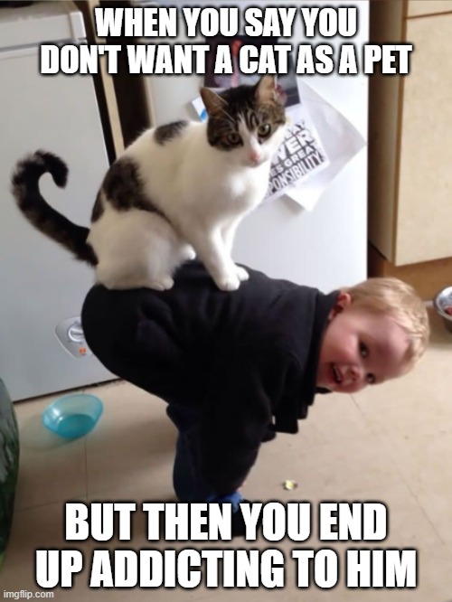 WHEN YOU SAY YOU DON'T WANT A CAT AS A PET; BUT THEN YOU END UP ADDICTING TO HIM | image tagged in cats | made w/ Imgflip meme maker