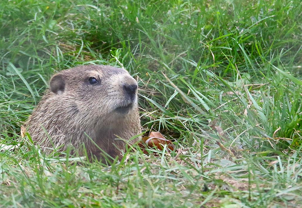 High Quality Groundhog rodent grass hole animal Blank Meme Template