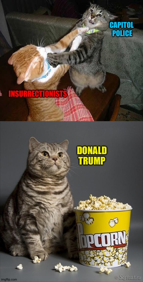 Just watching and stuffing face | CAPITOL 
POLICE; INSURRECTIONISTS; DONALD
TRUMP | image tagged in cat watching other cats fight | made w/ Imgflip meme maker