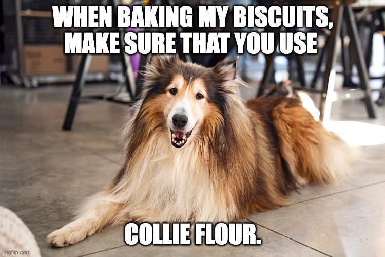 Collie | WHEN BAKING MY BISCUITS, MAKE SURE THAT YOU USE; COLLIE FLOUR. | image tagged in bad pun | made w/ Imgflip meme maker