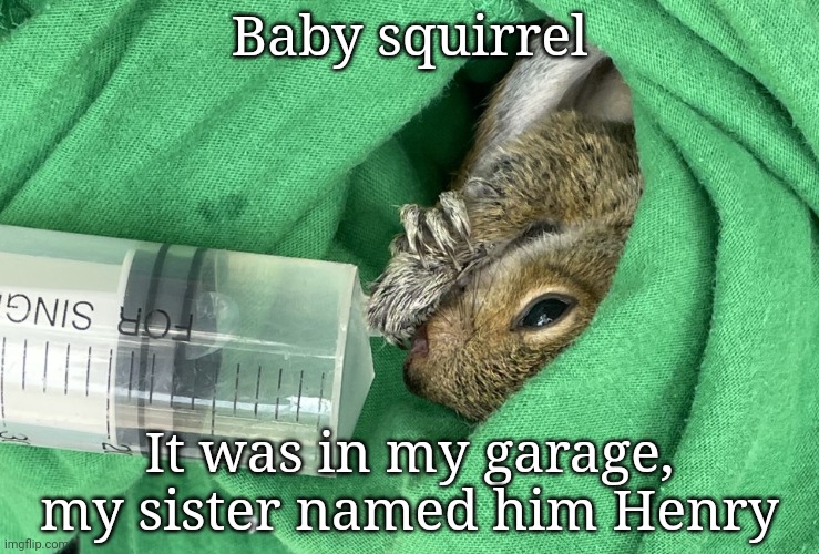 Baby squirrel; It was in my garage, my sister named him Henry | made w/ Imgflip meme maker
