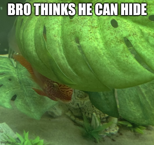 BRO THINKS HE CAN HIDE | made w/ Imgflip meme maker