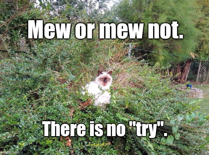 Yoda Cat | Mew or mew not. There is no "try". | image tagged in funny cats | made w/ Imgflip meme maker
