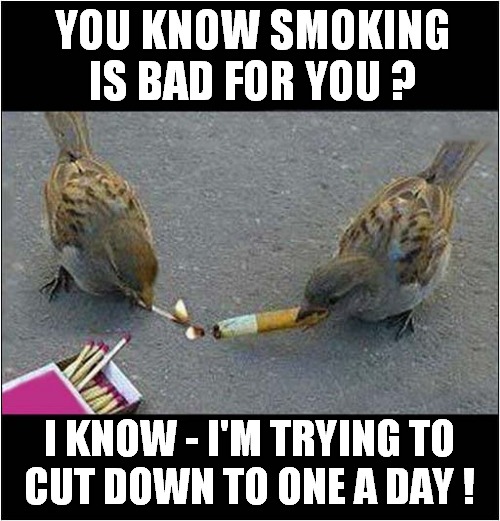 Why You Shouldn't Discard Cigarettes On The Ground ... | YOU KNOW SMOKING
 IS BAD FOR YOU ? I KNOW - I'M TRYING TO
CUT DOWN TO ONE A DAY ! | image tagged in cigarettes,bad,habits,front page | made w/ Imgflip meme maker