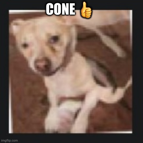 anyone who says otherwise shall be executed | CONE 👍 | image tagged in wank dog | made w/ Imgflip meme maker