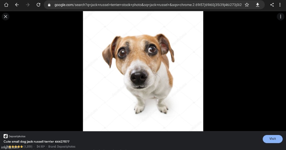 I found wenomechainsma jack Russell terrier:skull: | made w/ Imgflip meme maker