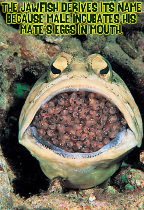 Well, That was a Mouthful... | THE JAWFISH DERIVES ITS NAME
BECAUSE MALE INCUBATES HIS
MATE'S EGGS IN MOUTH. | image tagged in vince vance,aquarium,fishy,fish,eggs,memes | made w/ Imgflip meme maker