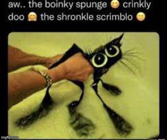 Boinky | image tagged in aw the boinky | made w/ Imgflip meme maker