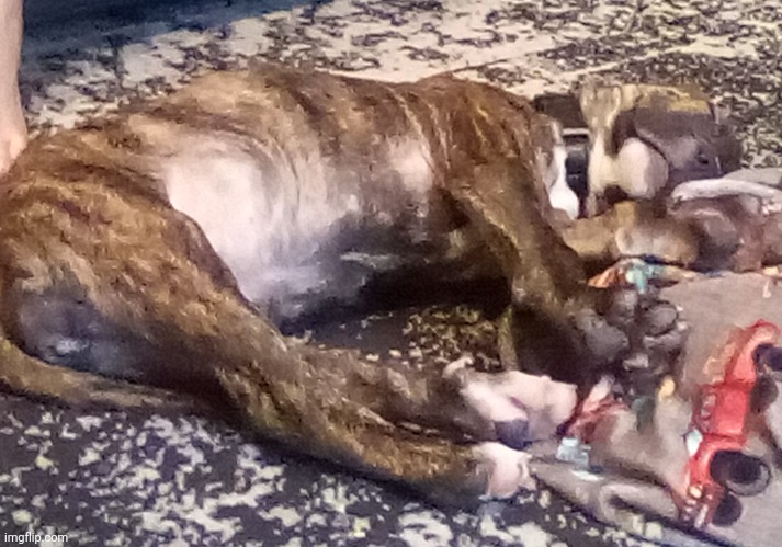 our lil mostly pitbull rescue puppy | made w/ Imgflip meme maker
