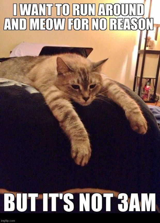 image tagged in cats | made w/ Imgflip meme maker
