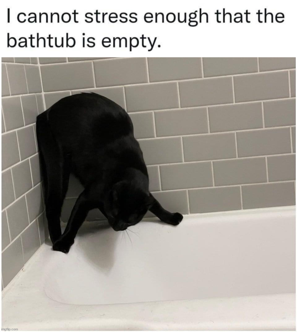 image tagged in cats | made w/ Imgflip meme maker