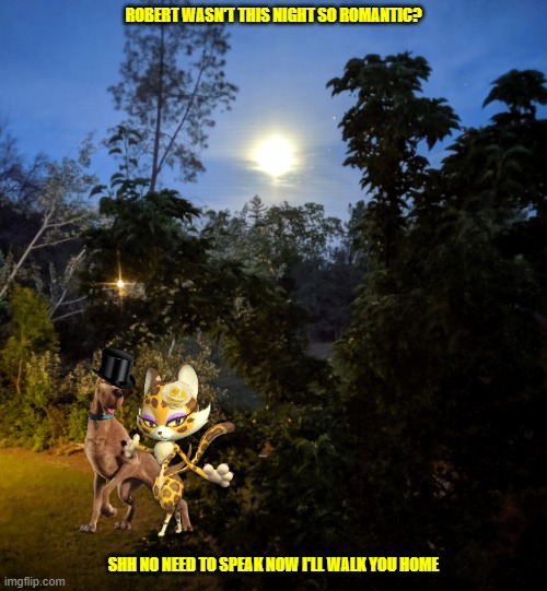 lucky scoob | ROBERT WASN'T THIS NIGHT SO ROMANTIC? SHH NO NEED TO SPEAK NOW I'LL WALK YOU HOME | image tagged in night sky,romance,dogs,cats | made w/ Imgflip meme maker