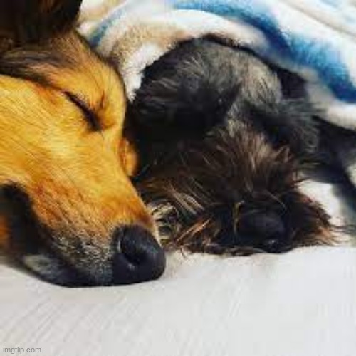 Snuggle time! - photo contest - sunny_the_sheltie | image tagged in photo contest,dogs,snuggle | made w/ Imgflip meme maker