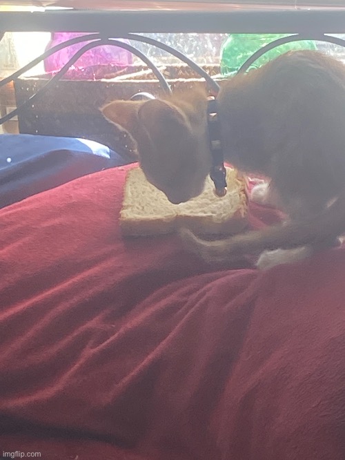 Axil just stole my bread and is eating it on my bed damn | made w/ Imgflip meme maker