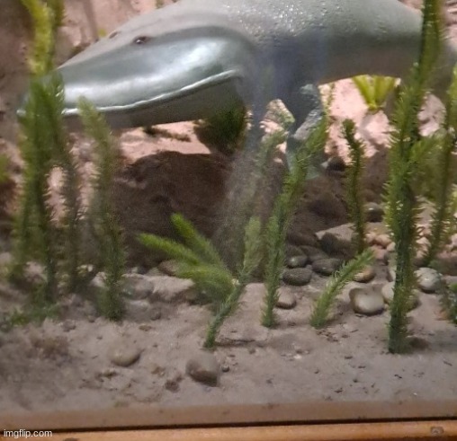 this beloved fish of mine | made w/ Imgflip meme maker
