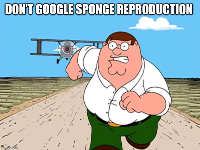 Peter Griffin running away | DON’T GOOGLE SPONGE REPRODUCTION | image tagged in peter griffin running away | made w/ Imgflip meme maker