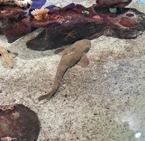 no, the horned shark is not horny | made w/ Imgflip meme maker
