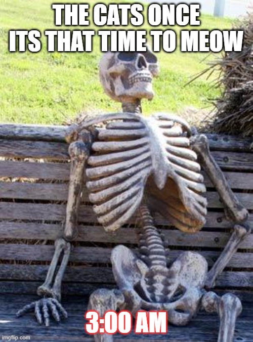 Waiting Skeleton Meme | THE CATS ONCE ITS THAT TIME TO MEOW 3:00 AM | image tagged in memes,waiting skeleton | made w/ Imgflip meme maker