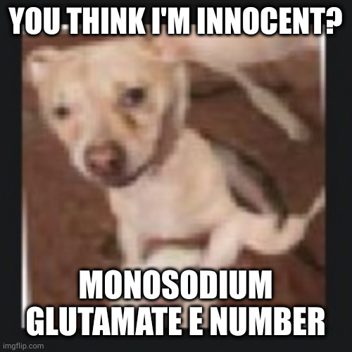 wank dog | YOU THINK I'M INNOCENT? MONOSODIUM GLUTAMATE E NUMBER | image tagged in wank dog | made w/ Imgflip meme maker