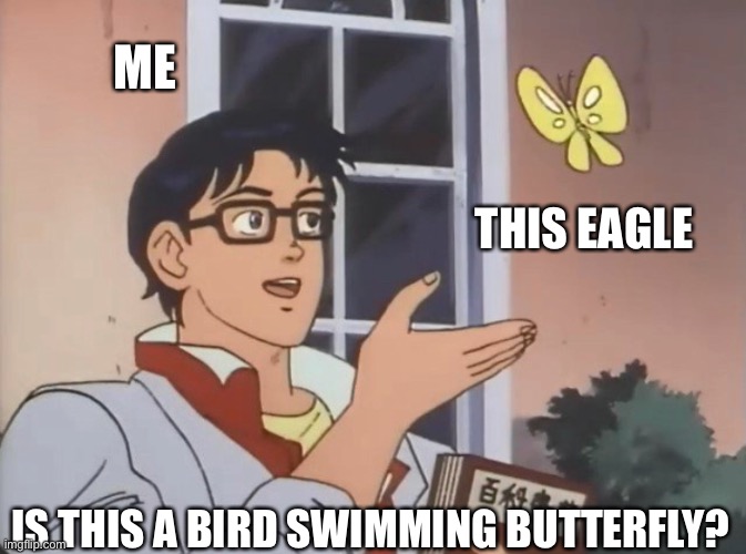 Butterfly | ME; THIS EAGLE; IS THIS A BIRD SWIMMING BUTTERFLY? | image tagged in is this a bird,butterfly,swimming | made w/ Imgflip meme maker