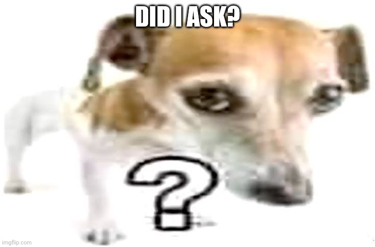 Question mark Jack Russell terrier | DID I ASK? | image tagged in question mark jack russell terrier | made w/ Imgflip meme maker