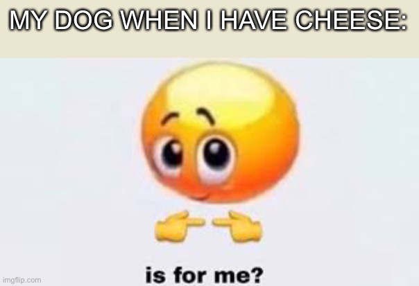My stupid dog is addicted to cheese ong | MY DOG WHEN I HAVE CHEESE: | image tagged in is for me | made w/ Imgflip meme maker