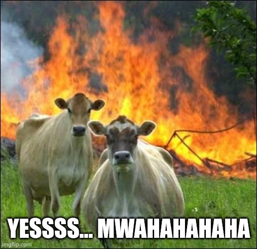 Evil Cows Meme | YESSSS... MWAHAHAHAHA | image tagged in memes,evil cows | made w/ Imgflip meme maker