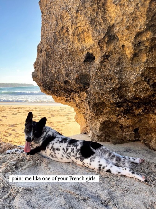 Dog says paint me like one of your French girls | image tagged in funny,memes,funny memes,dog,bali | made w/ Imgflip meme maker