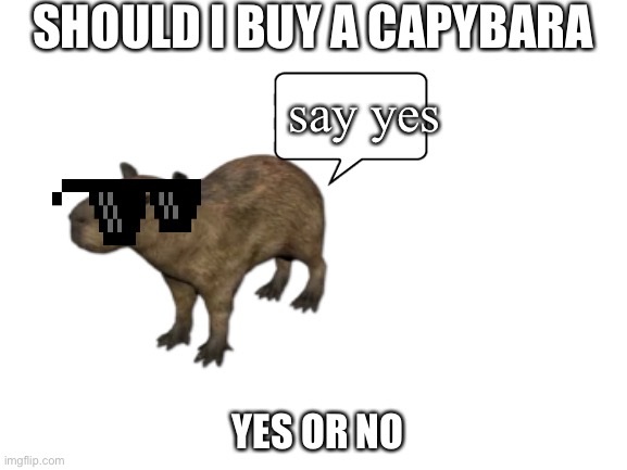 should i buy one | SHOULD I BUY A CAPYBARA; say yes; YES OR NO | image tagged in capybara,cool cat stroll | made w/ Imgflip meme maker