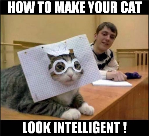 A Graph-ic Picture ! | HOW TO MAKE YOUR CAT; LOOK INTELLIGENT ! | image tagged in cats,graph paper,intelligent | made w/ Imgflip meme maker