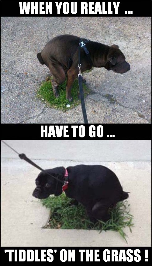 Nature Calls ! | WHEN YOU REALLY  ... HAVE TO GO ... 'TIDDLES' ON THE GRASS ! | image tagged in dogs,peeing,grass | made w/ Imgflip meme maker