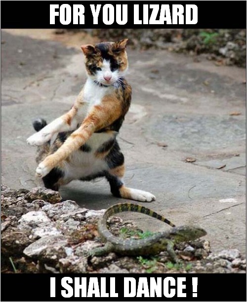 Cat Trying To Impress Reptile ! | FOR YOU LIZARD; I SHALL DANCE ! | image tagged in cats,lizard,impressive,dance | made w/ Imgflip meme maker