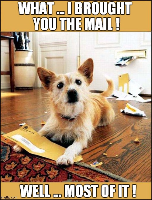 A Helpful Dog ! | WHAT ... I BROUGHT 
YOU THE MAIL ! WELL ... MOST OF IT ! | image tagged in dogs,mail,destroy | made w/ Imgflip meme maker