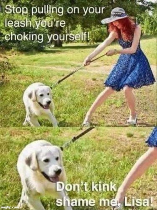 image tagged in dogs | made w/ Imgflip meme maker