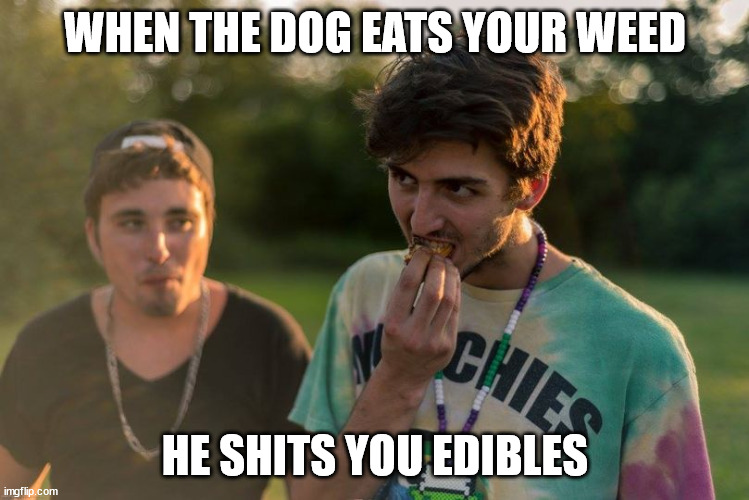 Shitting edibles | WHEN THE DOG EATS YOUR WEED; HE SHITS YOU EDIBLES | image tagged in weed,edibles,shit,crap | made w/ Imgflip meme maker